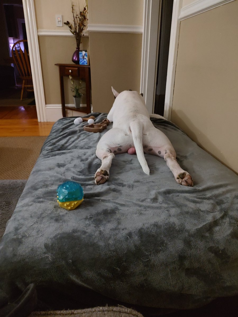 Spike The Rescue Pup & Rex The TV Terrier ®🌈🐾 tweet media
