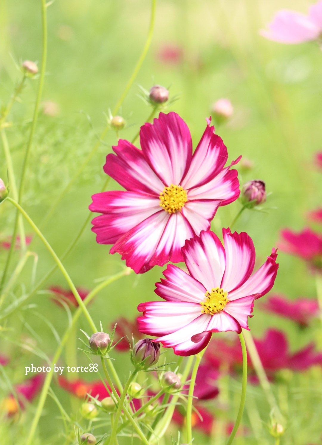 占い館ソルシエール (@Hlzfkh1tIOqCRFB) / X