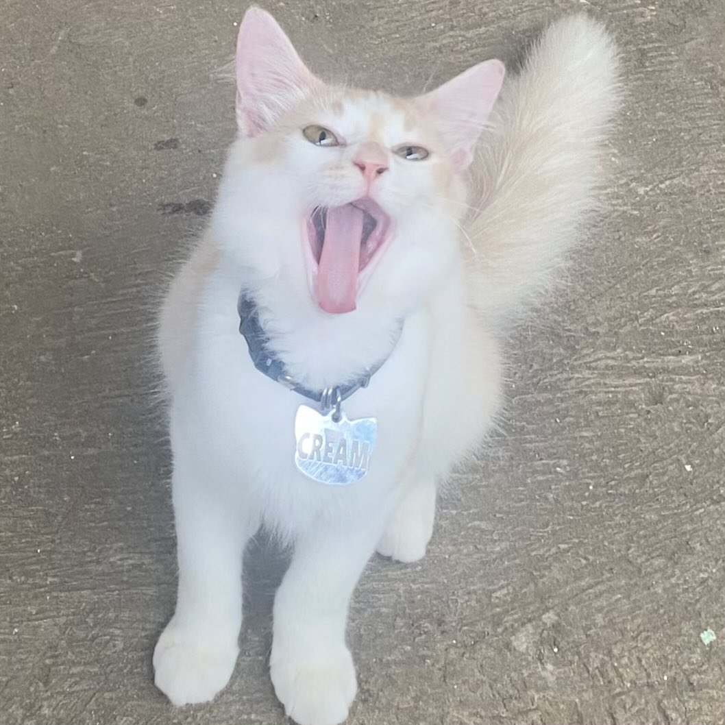 drowzeesh's tweet image. the art                                 the artist