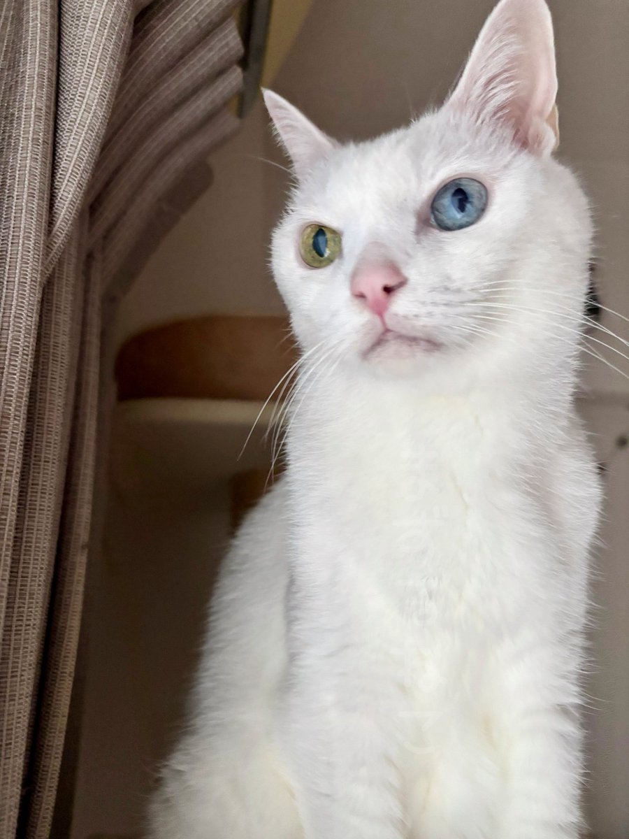 警備のお仕事に何か不満があるのでしょうか…😥
#猫のいる暮らし　#猫のいる幸せ
#猫　#猫好きさんと繋がりたい