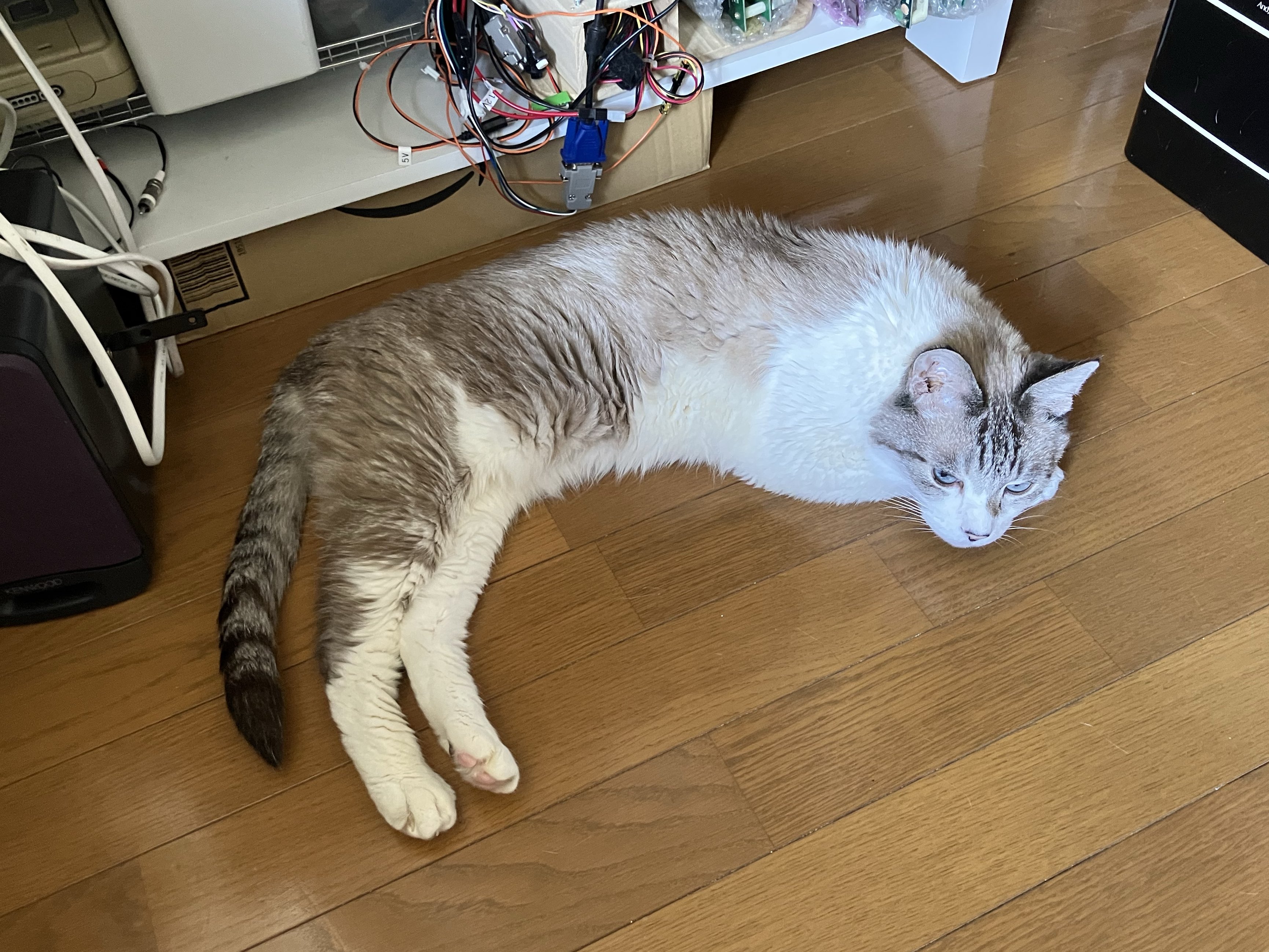 ねこ kakuo gadgets オンラインストア 推しネコ 三毛猫しか勝たん