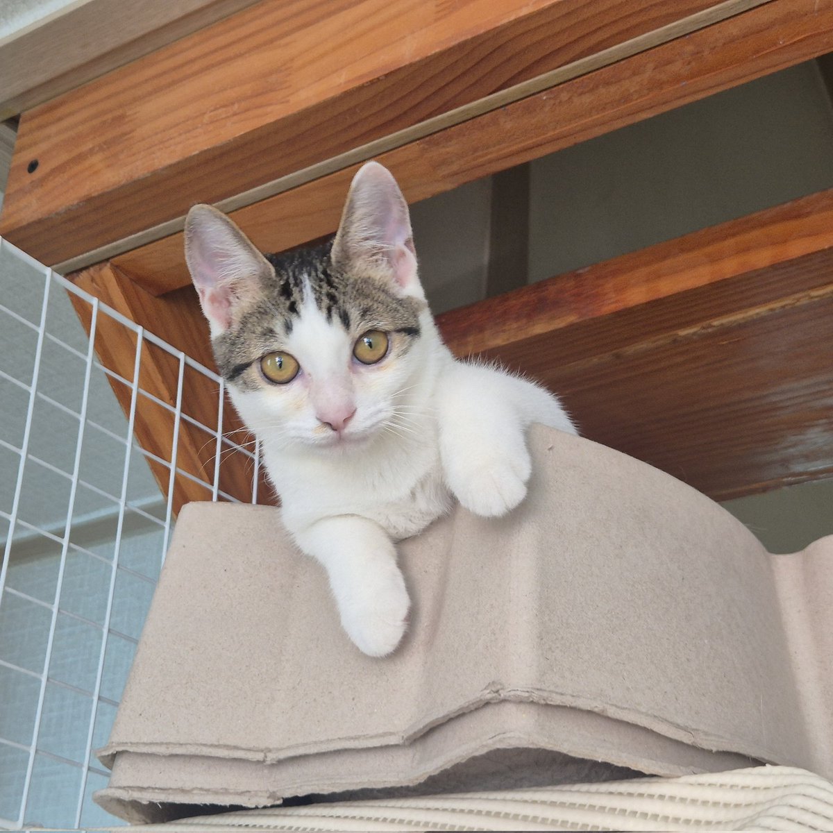 세수를 싹해서 뽀송뽀송한 햄복이