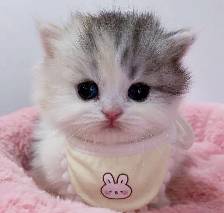 messagefromcats's tweet photo. When your life is falling apart but you still gotta look adorable for the internet. https://t.co/zJbqzVmOCR