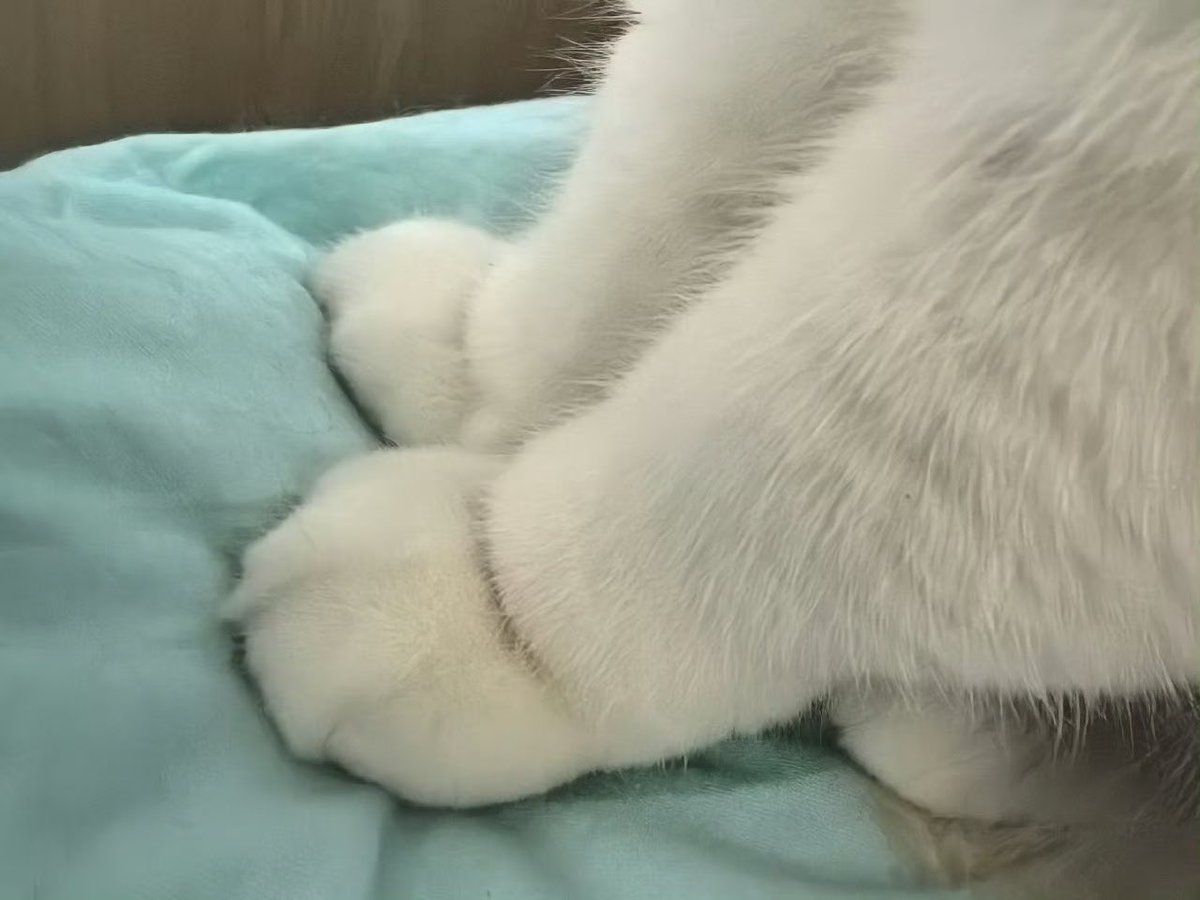 CryptoCat|猫姐🐈 tweet media