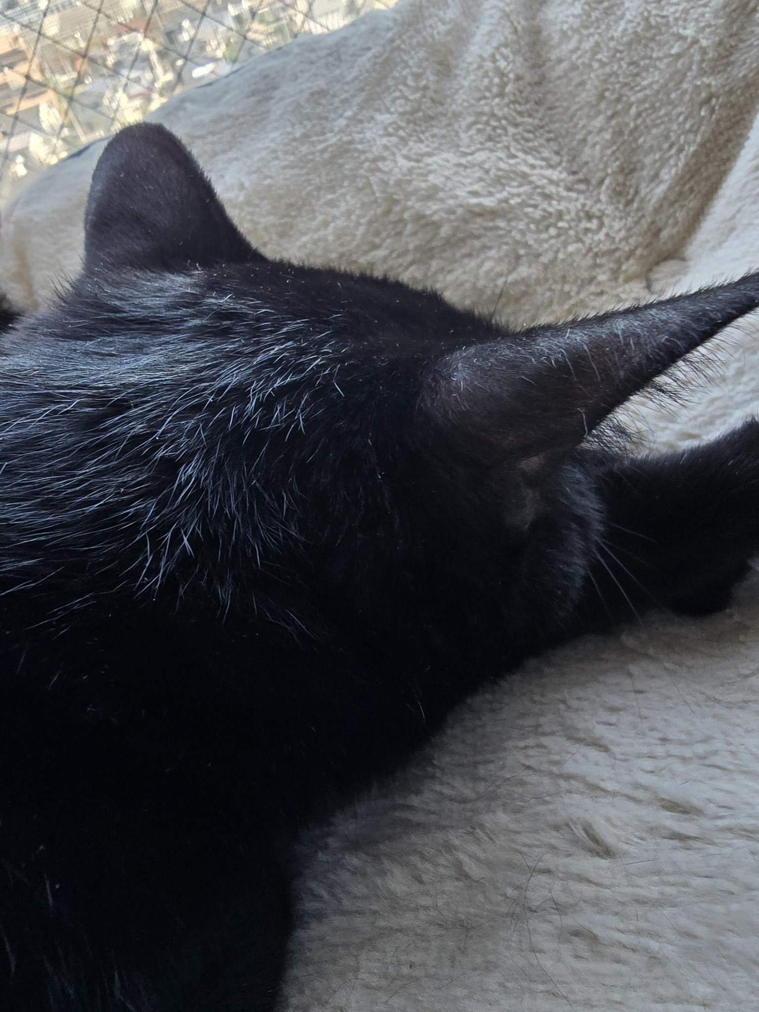 さき🍀みちこ on X: 