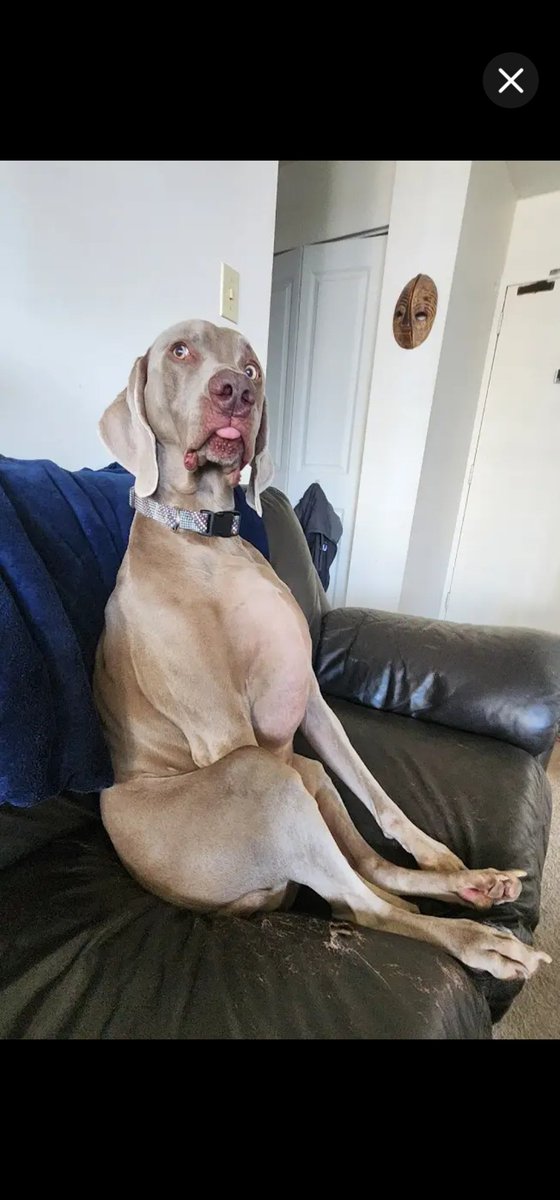 ℚꚶ𝐄𝐄ɴ ꔪ𝐄𝐄 ꛕ𐤠Ɲ𐤠𖤀𐤠💋 (@queenbeecanadas) on Twitter photo 