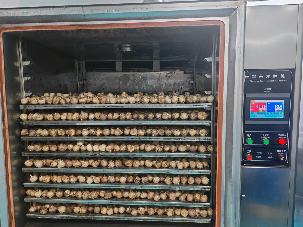 Ginger19990420's tweet image. 大连又一“黑蒜”品牌上市！
#BlackGarlic #FoodTechnology 
#AdvancedProductiveForces 
黑蒜的生产要对原料质量把控、投料卫生控制、烘烤温度时长、发酵指标设置、产品包装卫生等环节深入分析研究。大连近期有一家企业取得“黑蒜”产品的生产许可，将“黑蒜”产品顺利推向市场。这是一张黑蒜烘烤的图片。