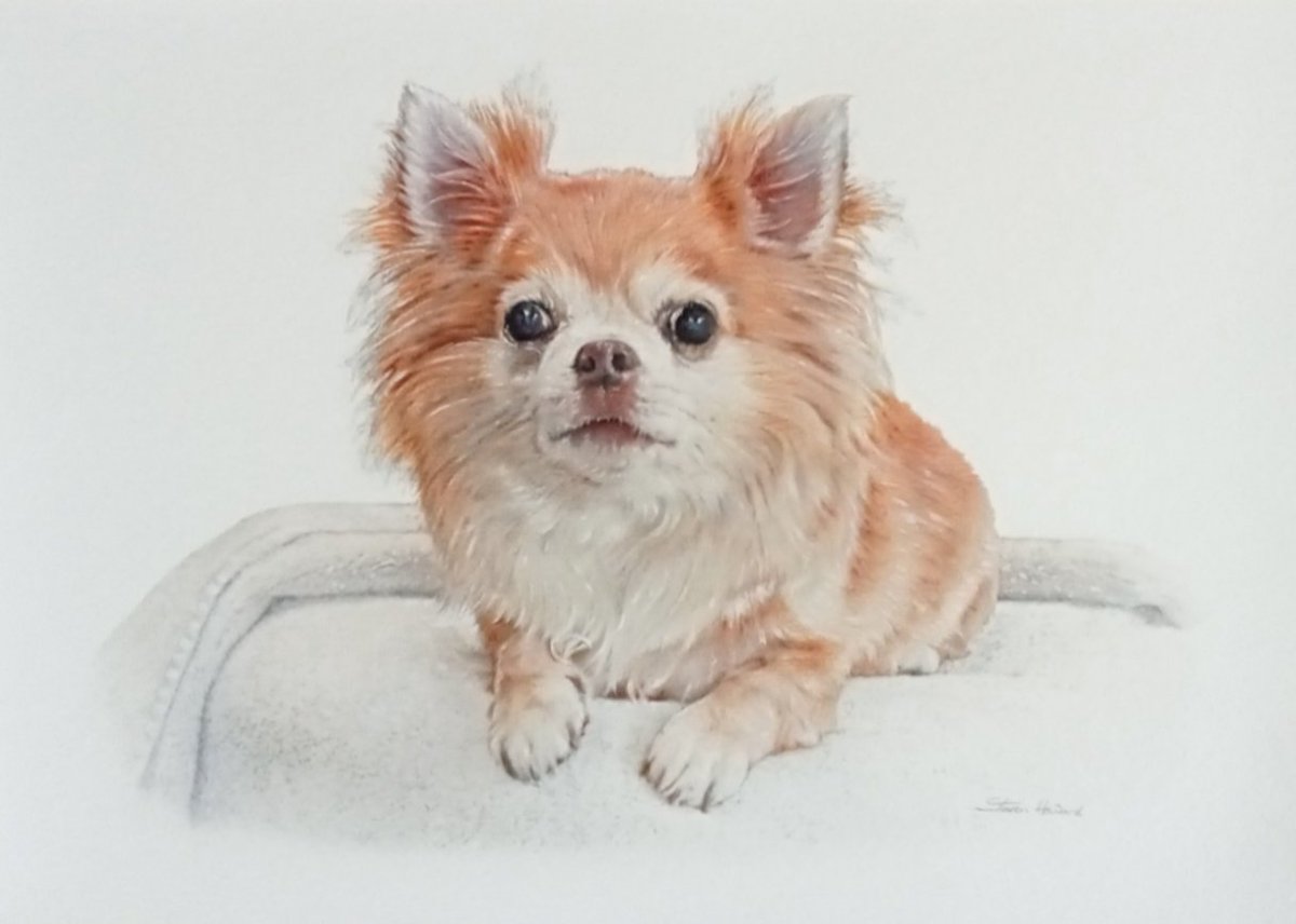 HowardGallery's tweet image. We're open from 10am till 5pm today. The artist @Steven1Howard is in today, so if you need to speak to him about a pet commission or you're just looking to browse. You're more than welcome. @TrenthamEstate #trentham #pets #commissions