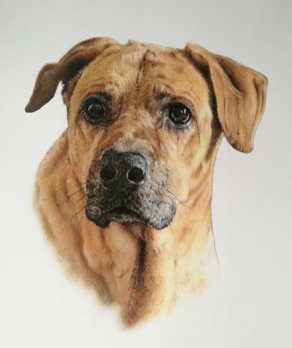 HowardGallery's tweet image. We're open from 10am till 5pm today. The artist @Steven1Howard is in today, so if you need to speak to him about a pet commission or you're just looking to browse. You're more than welcome. @TrenthamEstate #trentham #pets #commissions