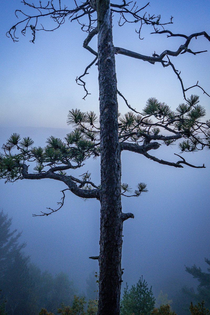 Intotheframes's tweet image. گاهی عکاسی از طبیعت همینقدر سورئال میشه! 
میتونم دقایق زیادی محو این تصویر بشم و عین یه پرتال منو پرت کنه به لحظه ی ثبت! خصوصا دقایقی بعد از نیمه شب…