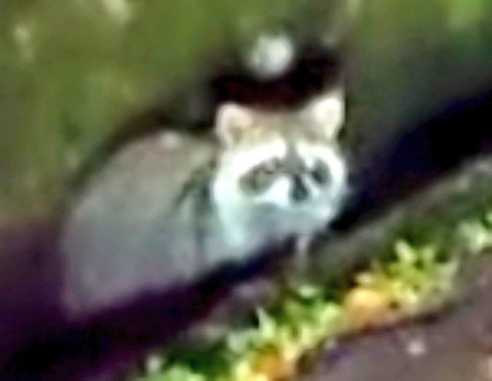 mikeko18's tweet image. なんでこんなところに…
かわいいけどダメよ〜！