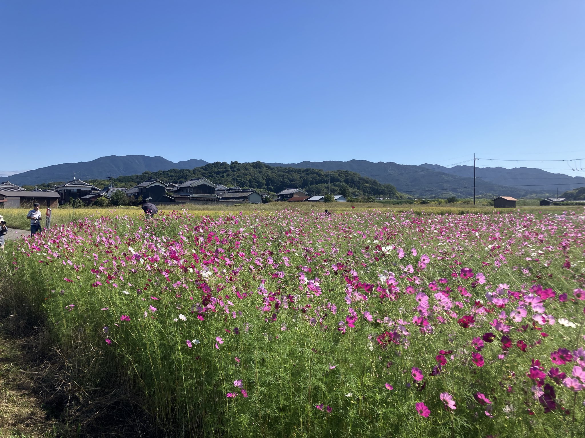 苗場翔 / Picolix Design & Garden on X: 