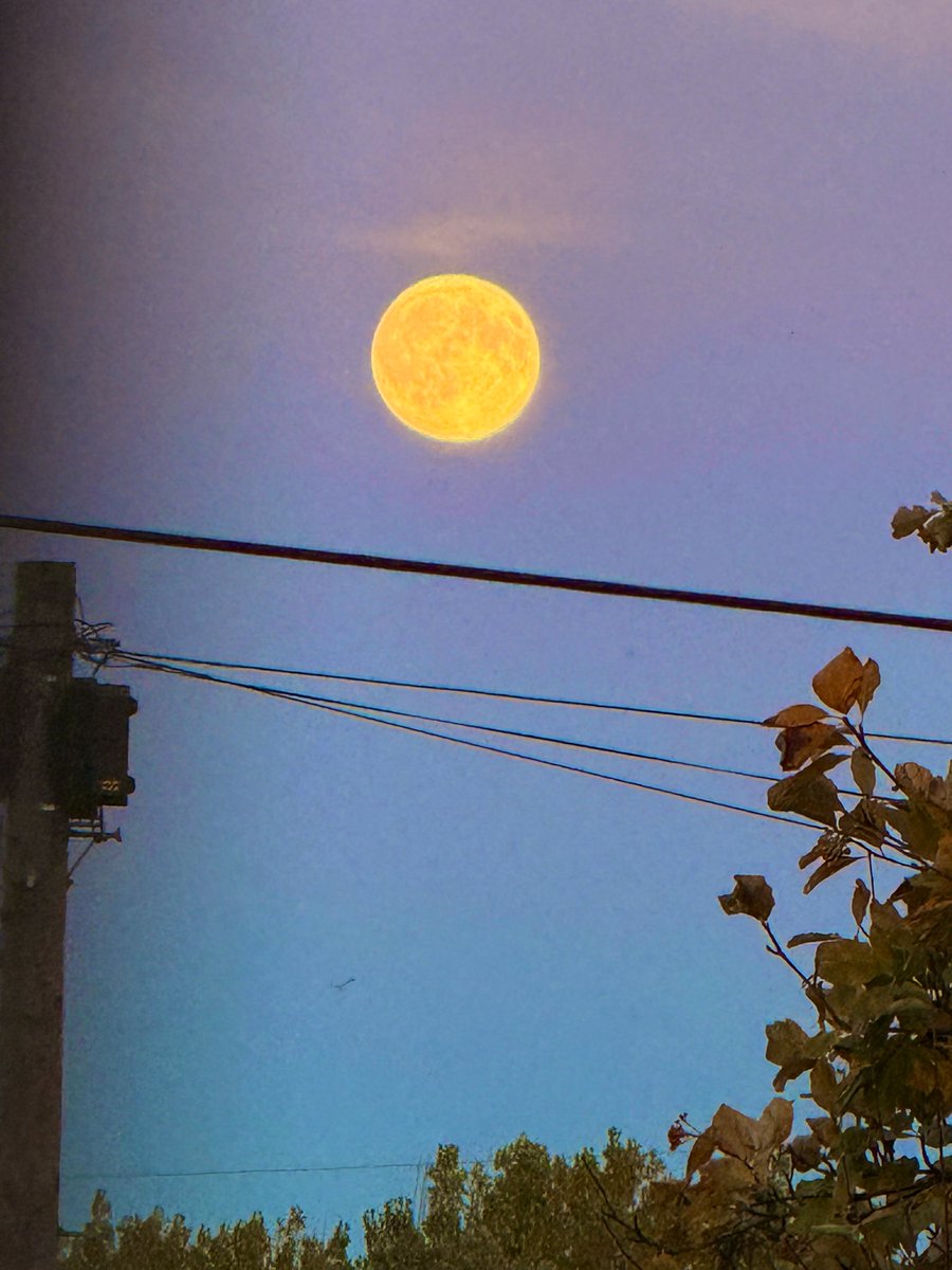 ⚜️IQ ŁĘGÉÑD M⚜️ tweet media