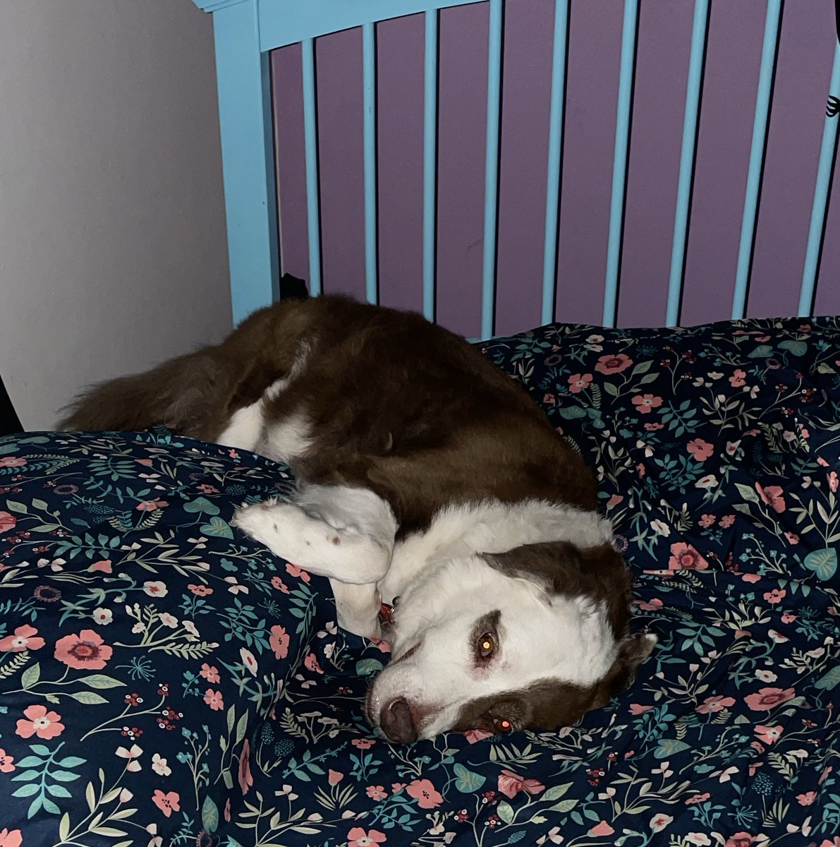 WildflowersTale's tweet image. Hi everyone! 
Here’s almost time for bed! 
#nipclub