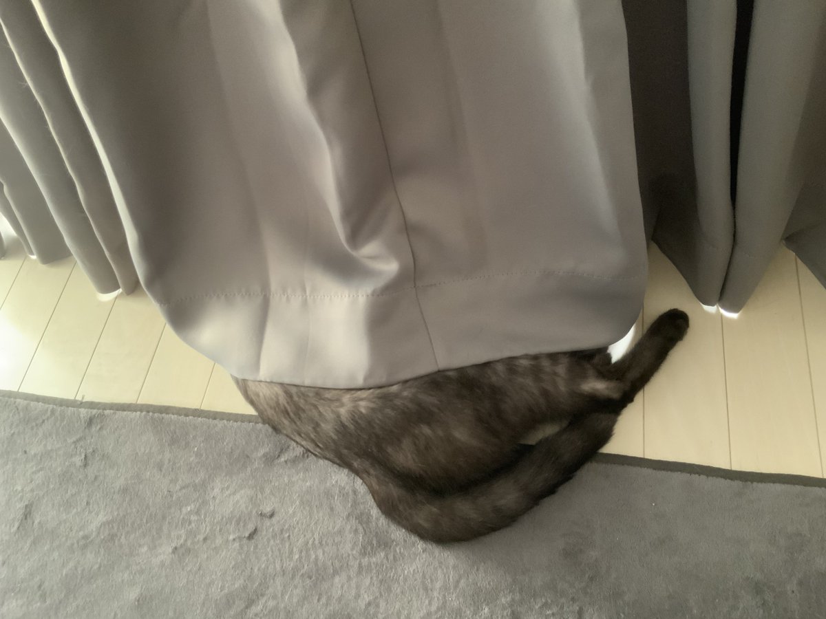 red37_'s tweet photo. 本日のキャット https://t.co/zTRFwpYGl5