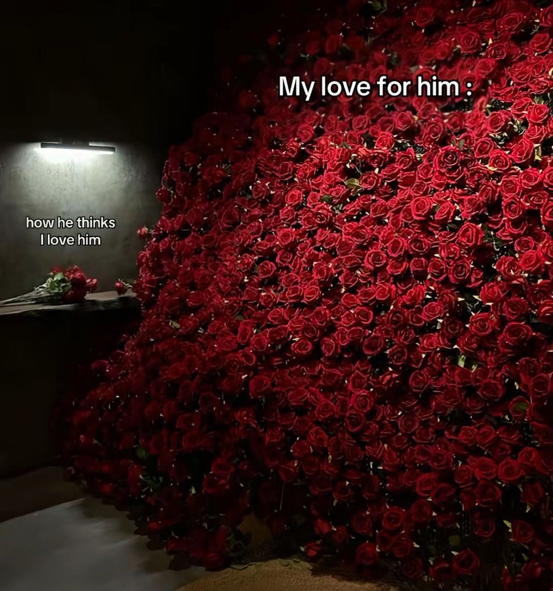 Out Of Context Animals (@animalscontexts) on Twitter photo 