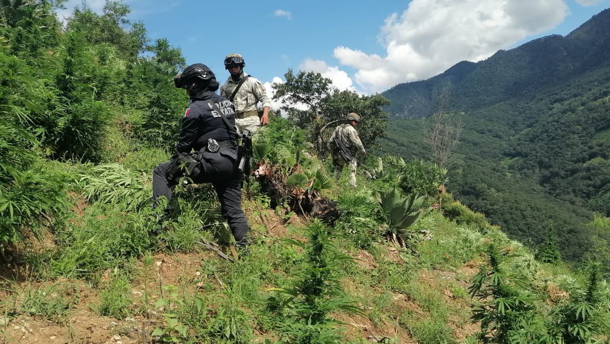 ceprovysa's tweet photo. ACCIÓN DE SEGURIDAD DESTRUYE EN LA SIERRA DE LEONARDO BRADO PLANTIO DE MARIHUANA DE 3,500 m². https://t.co/DPaEDIZeDb https://t.co/F2eBYdpoBC