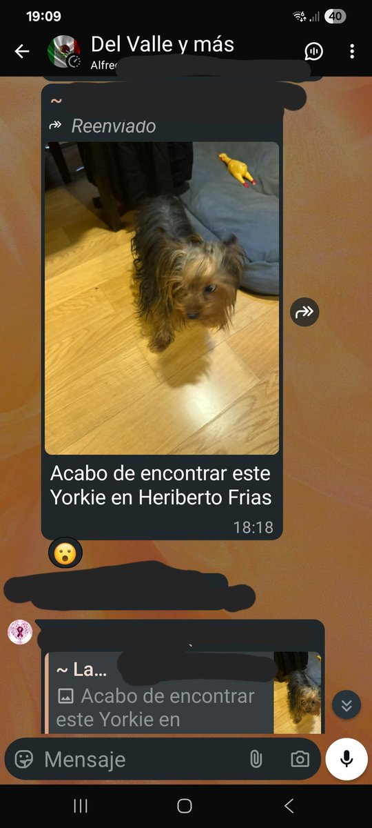 Pusieron a este perrito perdido en Heriberto Frías <a href="/En_laDelValle/">En la Del Valle</a> por si alguien lo reconoce