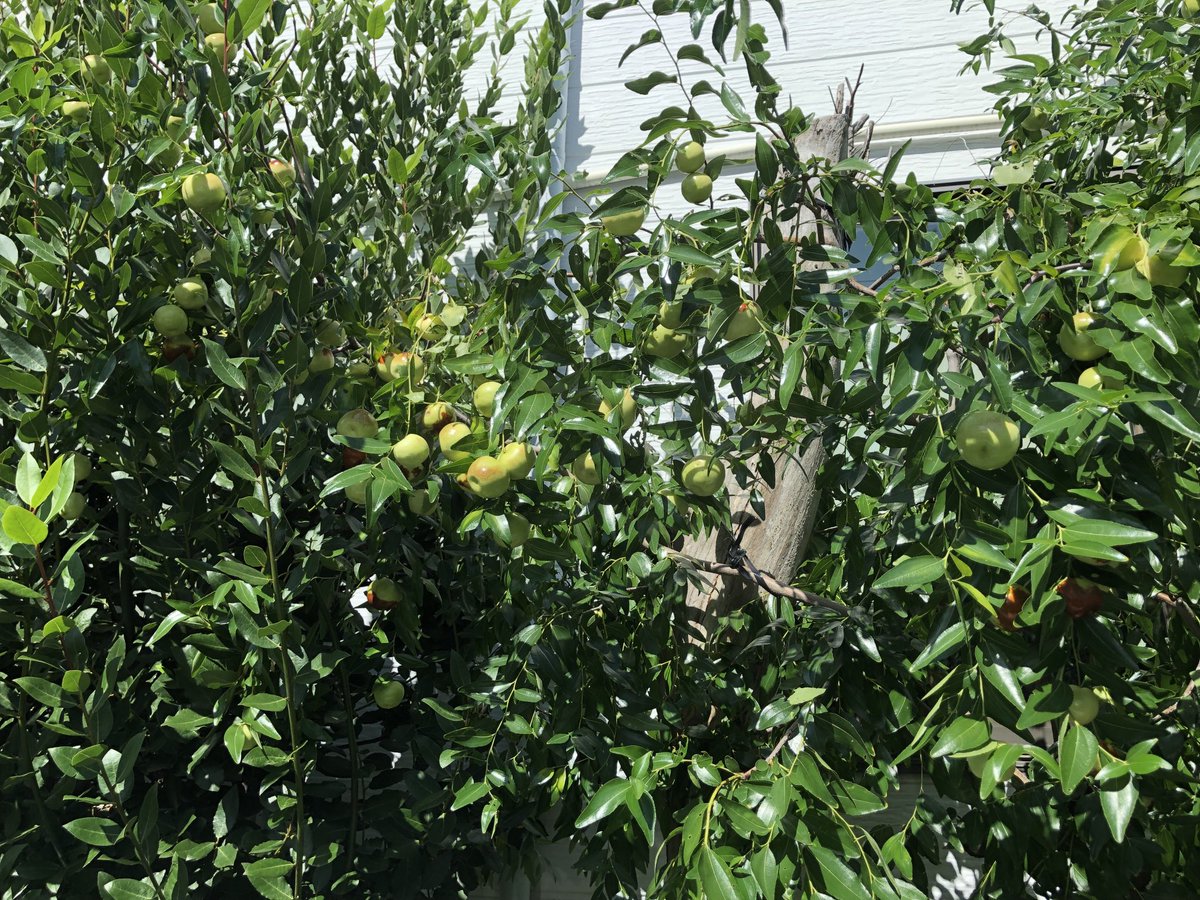 これ、何の実なんだろう？