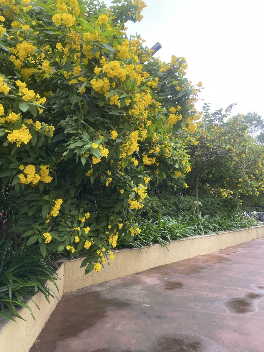 VaishaliB_'s tweet image. some pretty morning colors to bless your feed :)