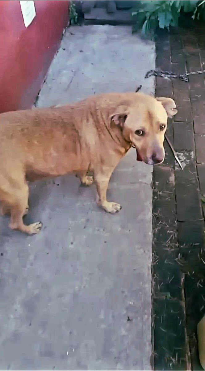 Si alguien lo quiere en su familia, me escribe por MD? 

Ya no se mas cómo pedir por Rubio😢🐕🙏