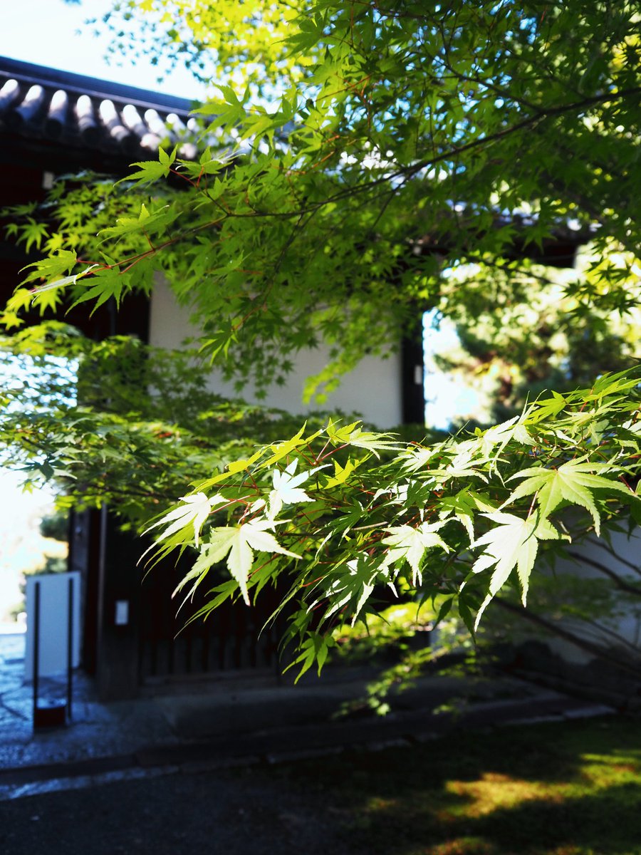 #photography #SnapShot
#k_park9photo #京都 #知恩院