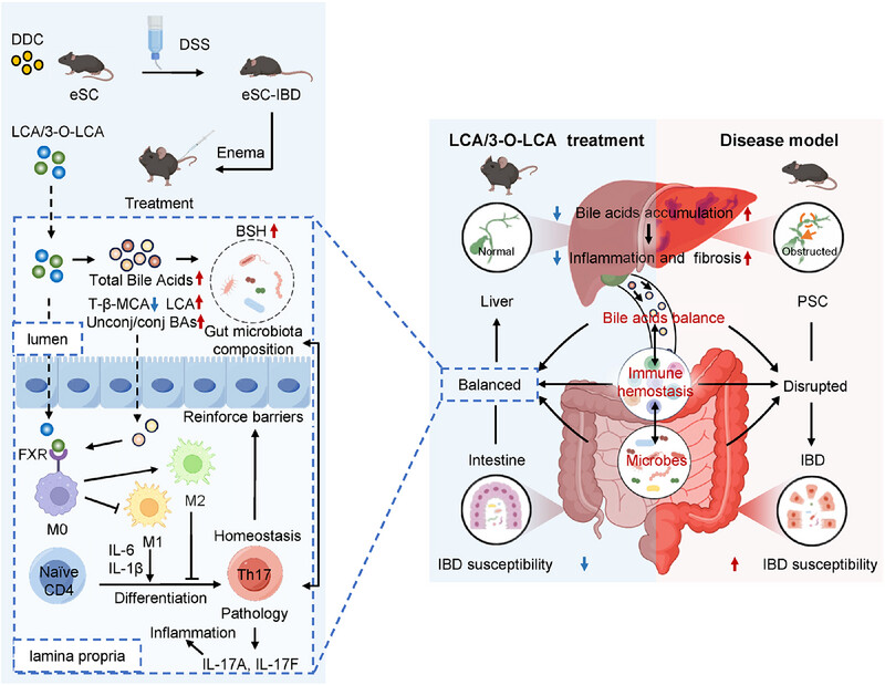 MedComm_MC's tweet image. #Article in @MedComm_MC
Disruption of Bile Acid Metabolism in the Gut–Liver Axis Predisposes Mice to Inflammatory Bowel Disease👉doi.org/10.1002/mco2.7…
#PrimarySclerosingCholangitis #PSC #BileAcid #GutLiverAxis #ImmuneCell #homeostasis #IBD