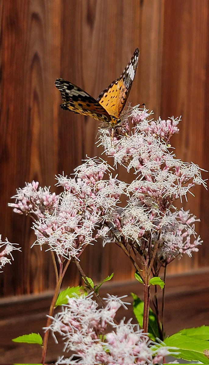 マッキー (@makkysaiin) / Posts / X