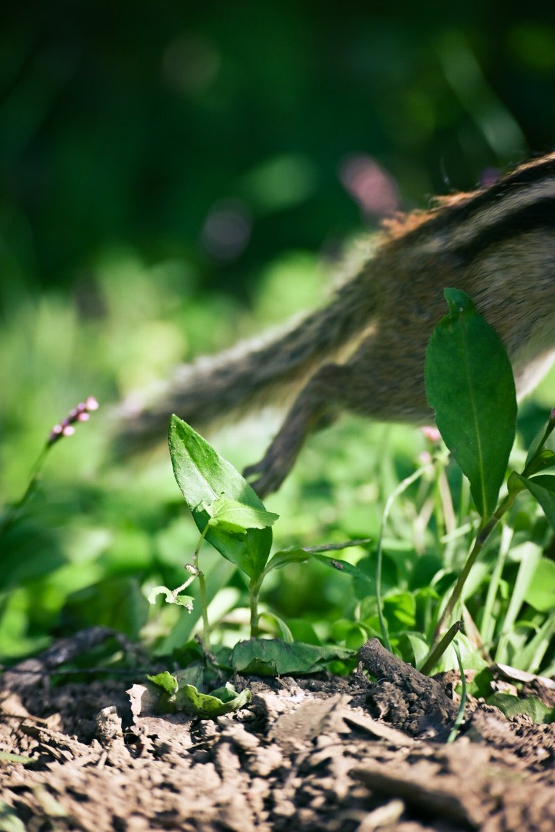 𖤣𖥧⁎ ʸᵃʸᵒⁱ 𓆏 on X