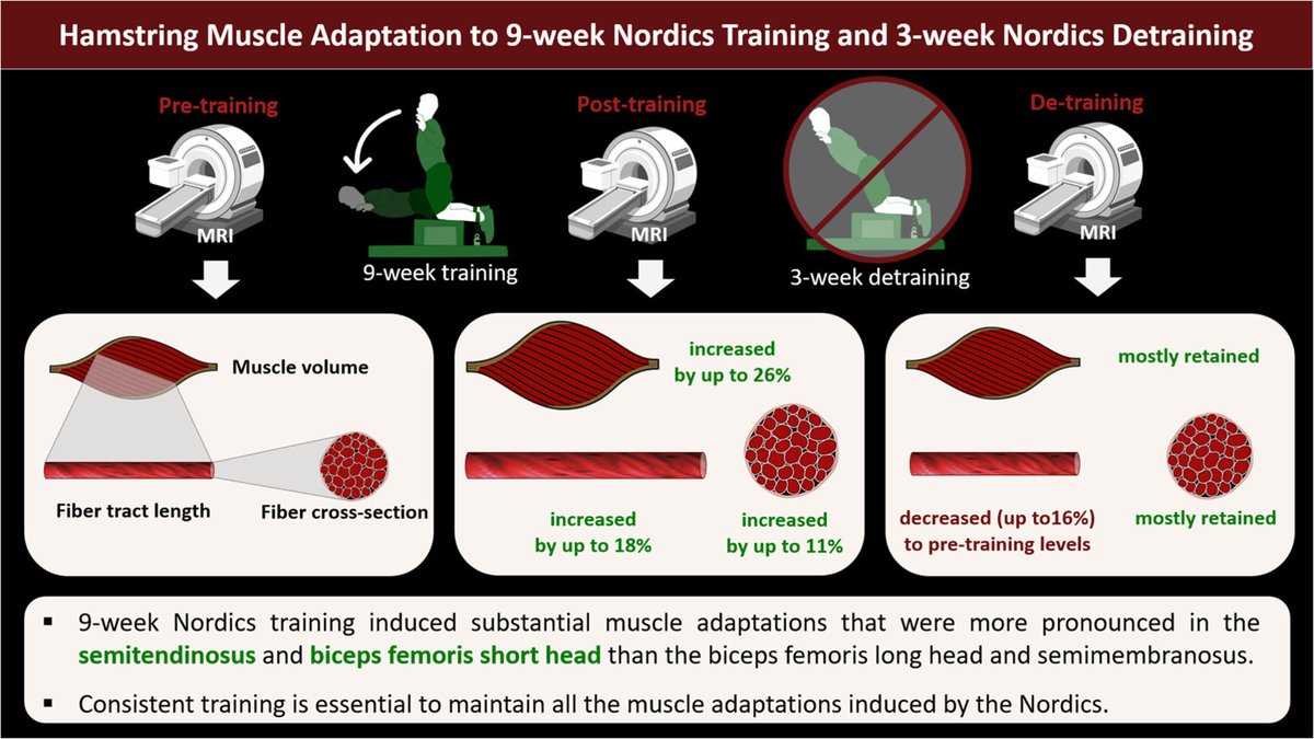 Hamstring muscle architecture and microstructure changes following Nordic hamstring exercise training and detraining

doi.org/10.1016/j.jshs…