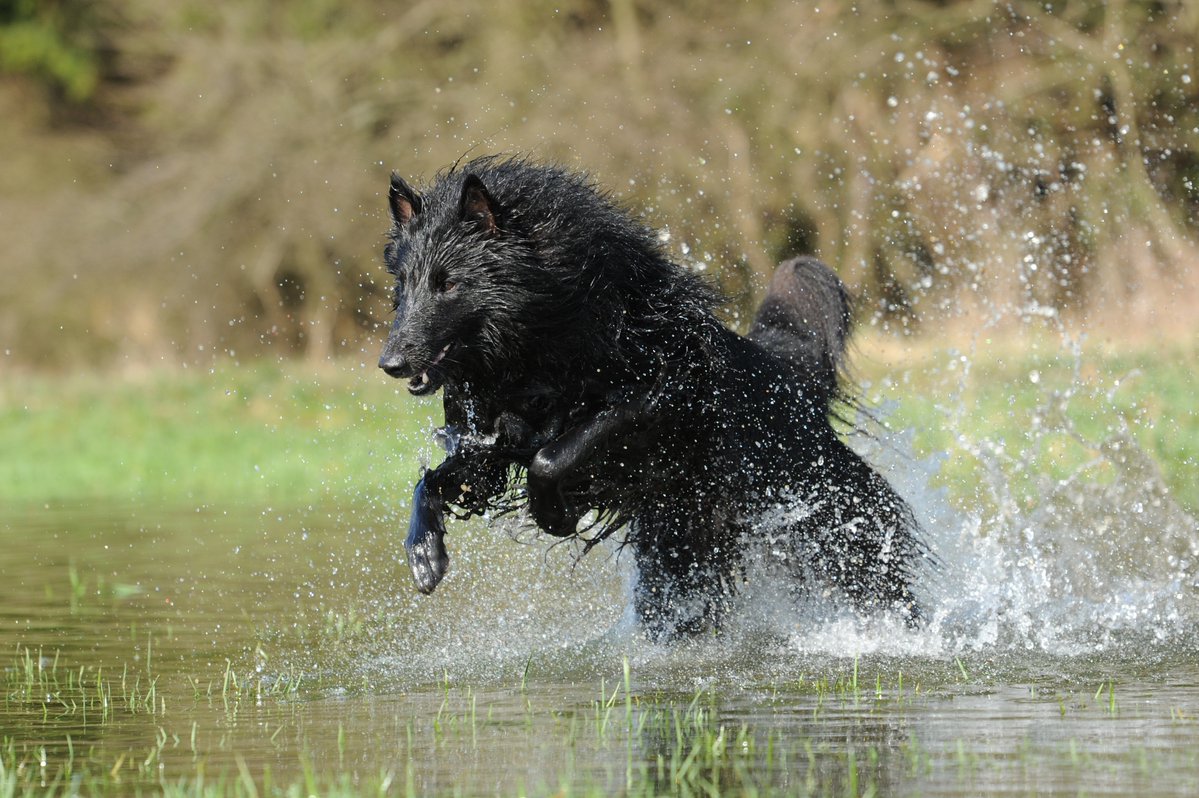 CK9Bot's tweet image. 🐶 Our captivating canine of the hour: Belgian Shepherd Dog
🔗 Learn more: en.wikipedia.org/wiki/Belgian_S…
