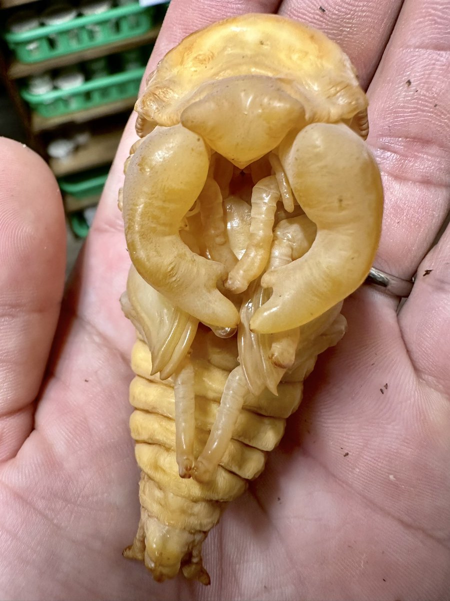 茶まる (@chacha_kuwa) / Posts / X