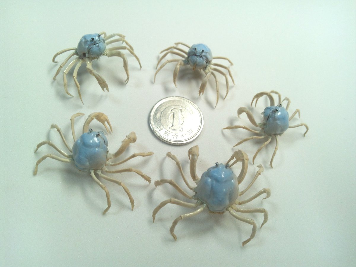 本来なら剥製にできない小さなものまで依頼を引き受けてしまう性格だから、毎回依頼者の皆様からの無茶振りに泣かされてます😅
#性格が作品に出すぎ問題