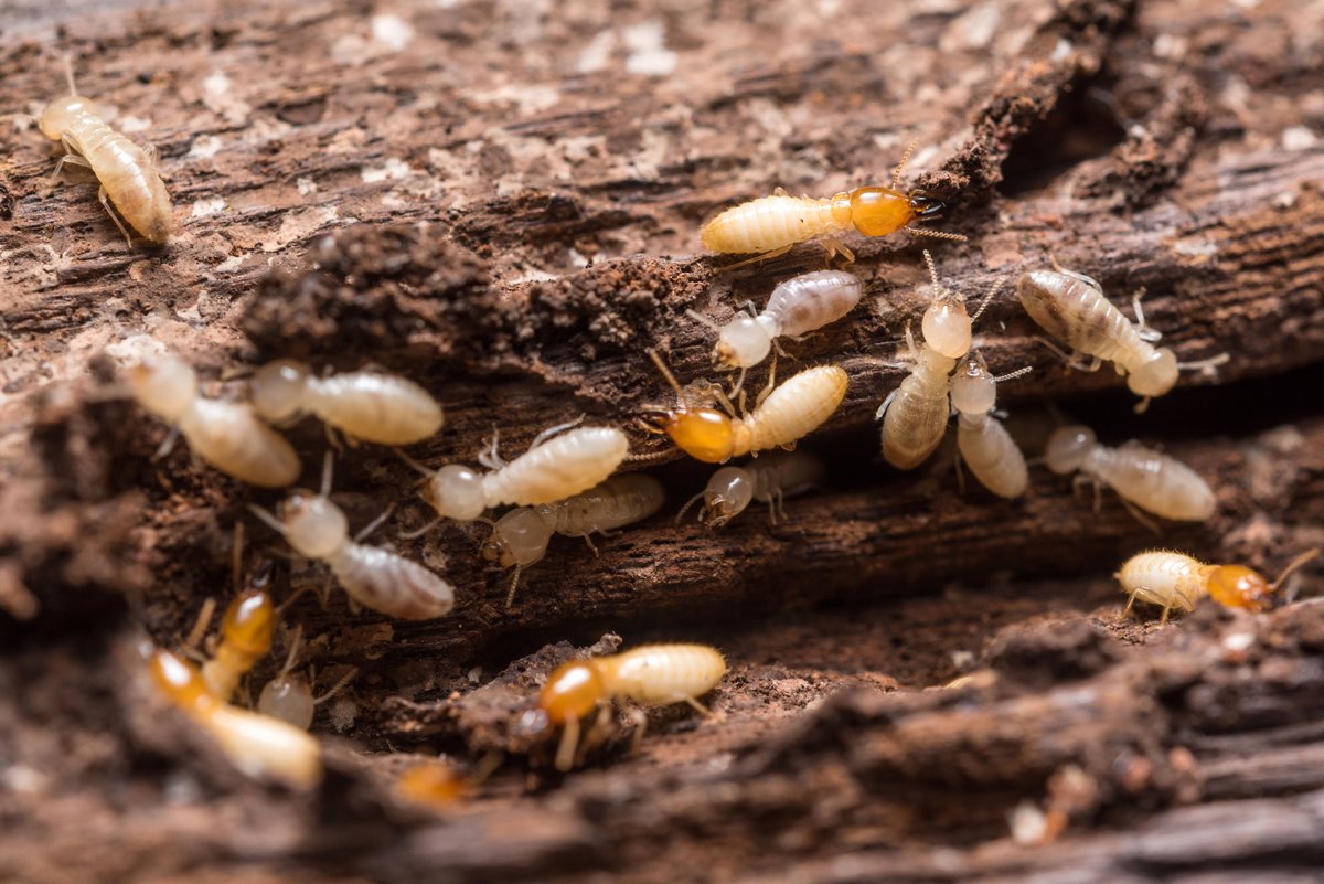 trustpest12's tweet image. 🔥🐜 Termites can silently destroy your property. Schedule a termite inspection before it’s too late!
 #TermiteProtection #HomeSafety #PestPrevention #PropertyCare