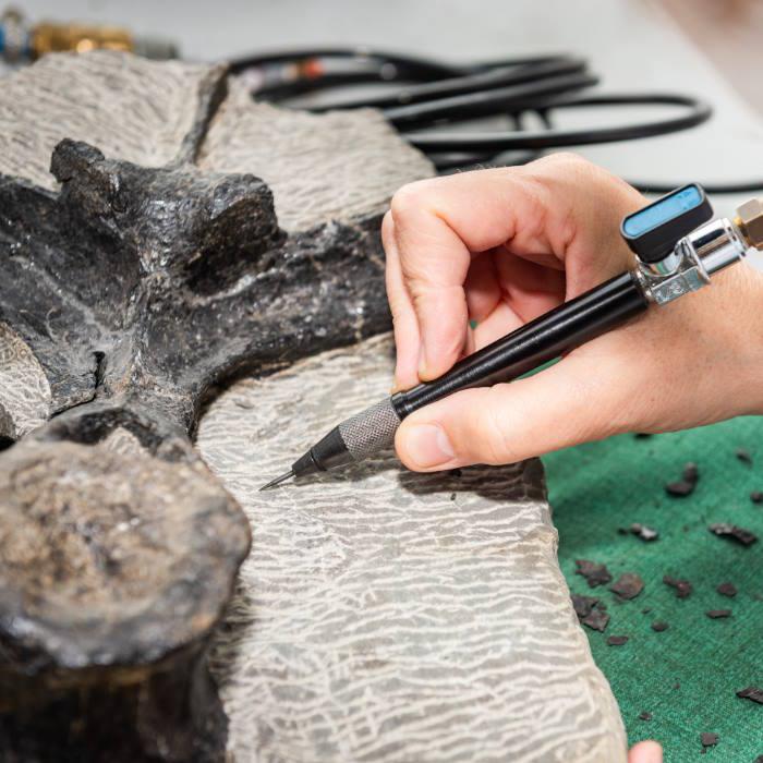 🦕 Este finde, aprendemos sobre los 𝗳𝗼́𝘀𝗶𝗹𝗲𝘀 con las dos propuestas de <a href="/Museojurasico/">Museo del Jurásico de Asturias (MUJA)</a>:

- Minijuegos para peques en torno al Iguanodón ➡ tinyurl.com/2a82r4xr
- Taller para público adulto con el equipo científico del MUJA ➡ tinyurl.com/2p9mwxbn

<a href="/cultura_colunga/">Cultura Colunga</a>