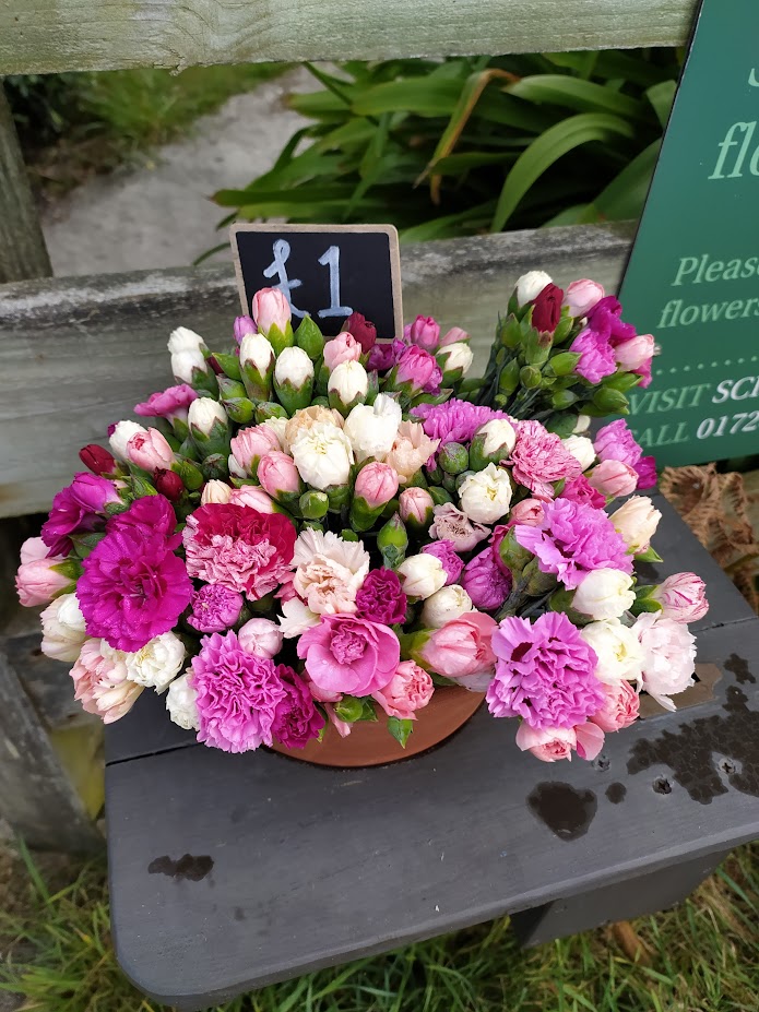 AlisonPailing's tweet image. #AlphabetChallenge #WeekPforPink 
#FlowersonFriday

Scilly flowers