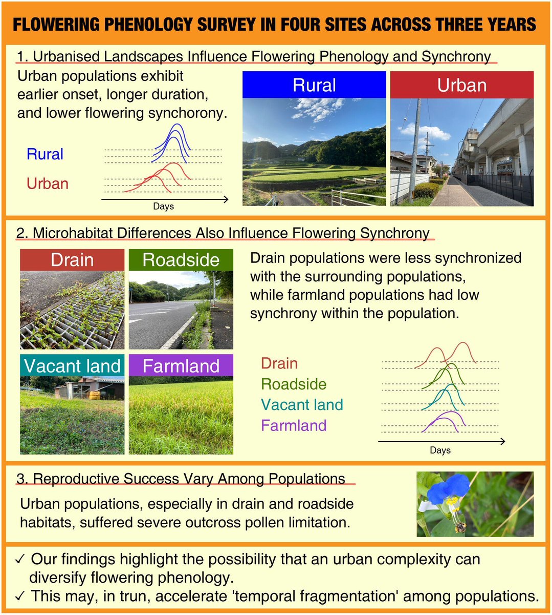 Urbanised landscape and microhabitat differences can influence flowering phenology and synchrony in an annual herb 🌿 

Findings revealed that populations in urban sites exhibited earlier flowering onset compared to rural locations 🏢 👇

Read here: buff.ly/VWtG2kW