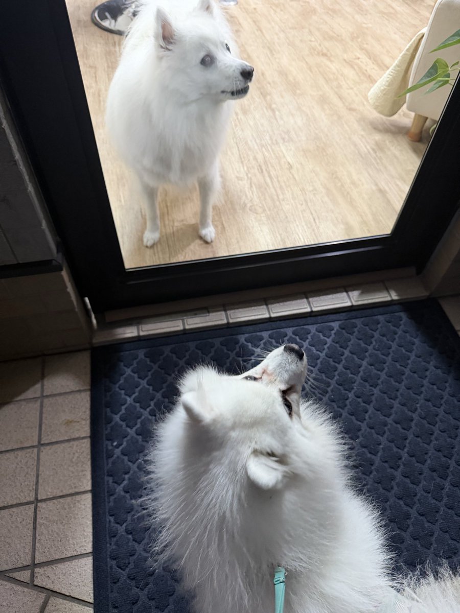 しろいぬ しろいぬぬ (@shiroinunu) / Posts / X