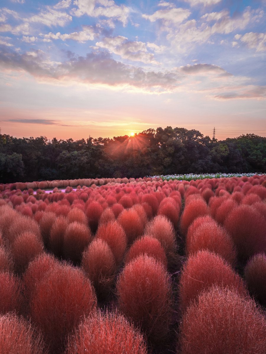 3m1ek's tweet image. 大阪にあるコキア畑の夕暮れ
