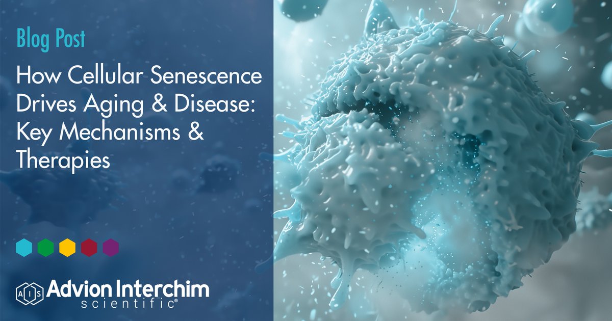 Cellular senescence: shield or sword?
It prevents cancer but drives aging and disease. New insights into key pathways could unlock therapies for age-related conditions.
Learn more:
🇺🇲 blog.interchim.com/how-cellular-s…
🇨🇵  blog_fr.interchim.com/comprendre-la-…

#AgingResearch #Healthspan