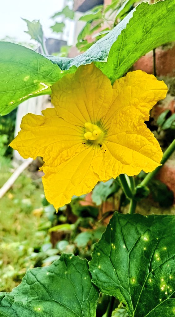 Have a happy Day 🟡