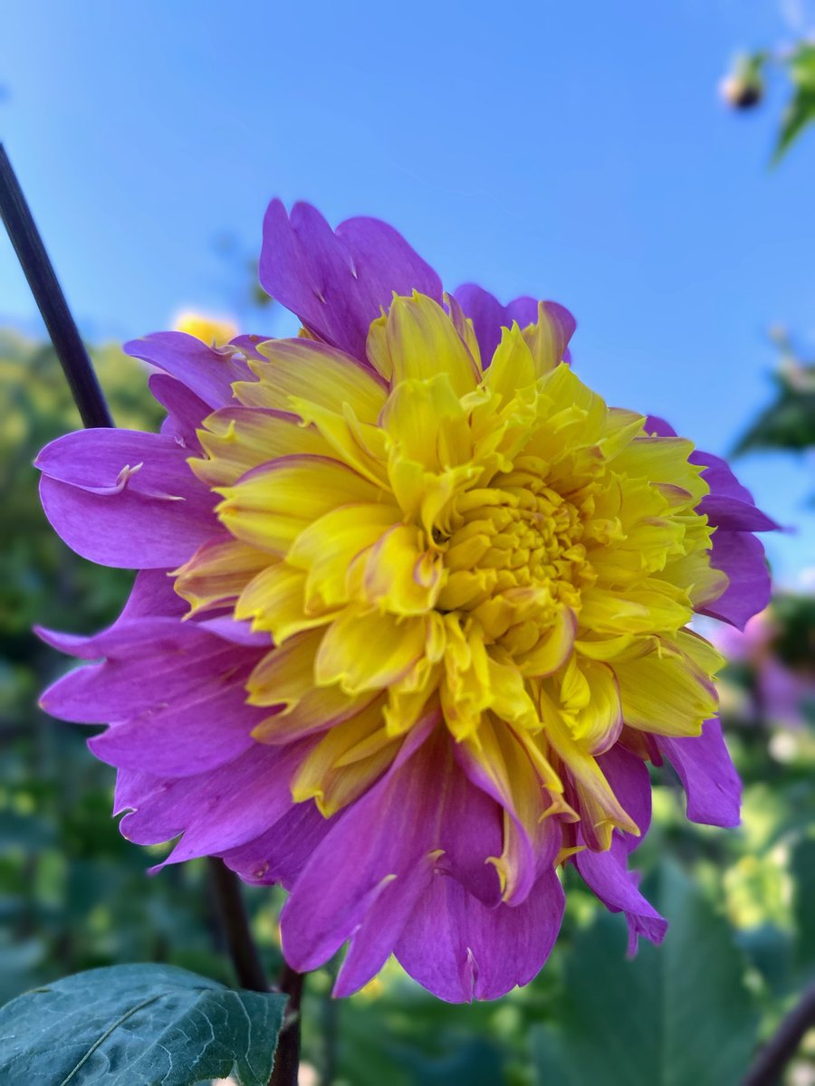 tabimuyan2nd's tweet image. #中年も花を愛でる
#flower
#川西ダリヤ園
#ダリヤ