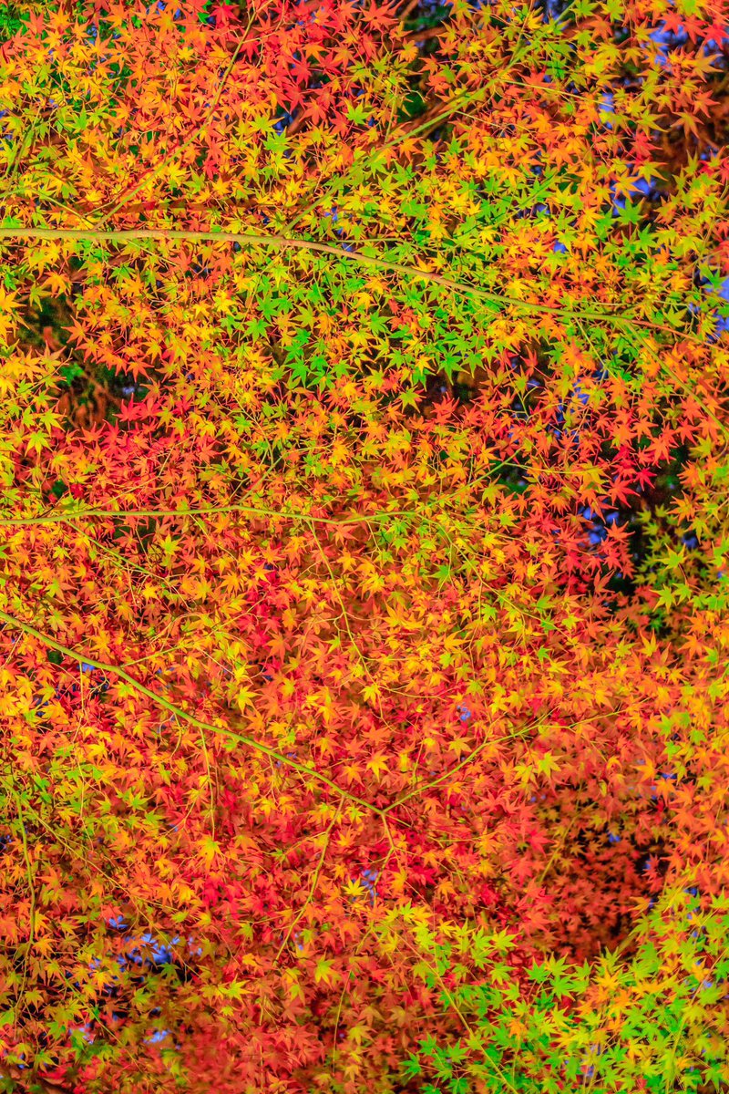 asagi_photo0921's tweet image. 見上げれば満天の錦。