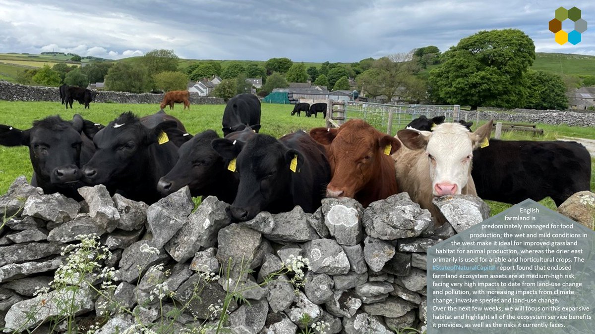🐮Enclosed farmland covers ~43% of land in England, according to <a href="/NaturalEngland/">Natural England</a>’s #StateofNaturalCapital report. Farmland provides locally-sourced animal production, cultivated crops, clean and plentiful water, and soil erosion control (to name a few)!

tinyurl.com/mu2ycjua