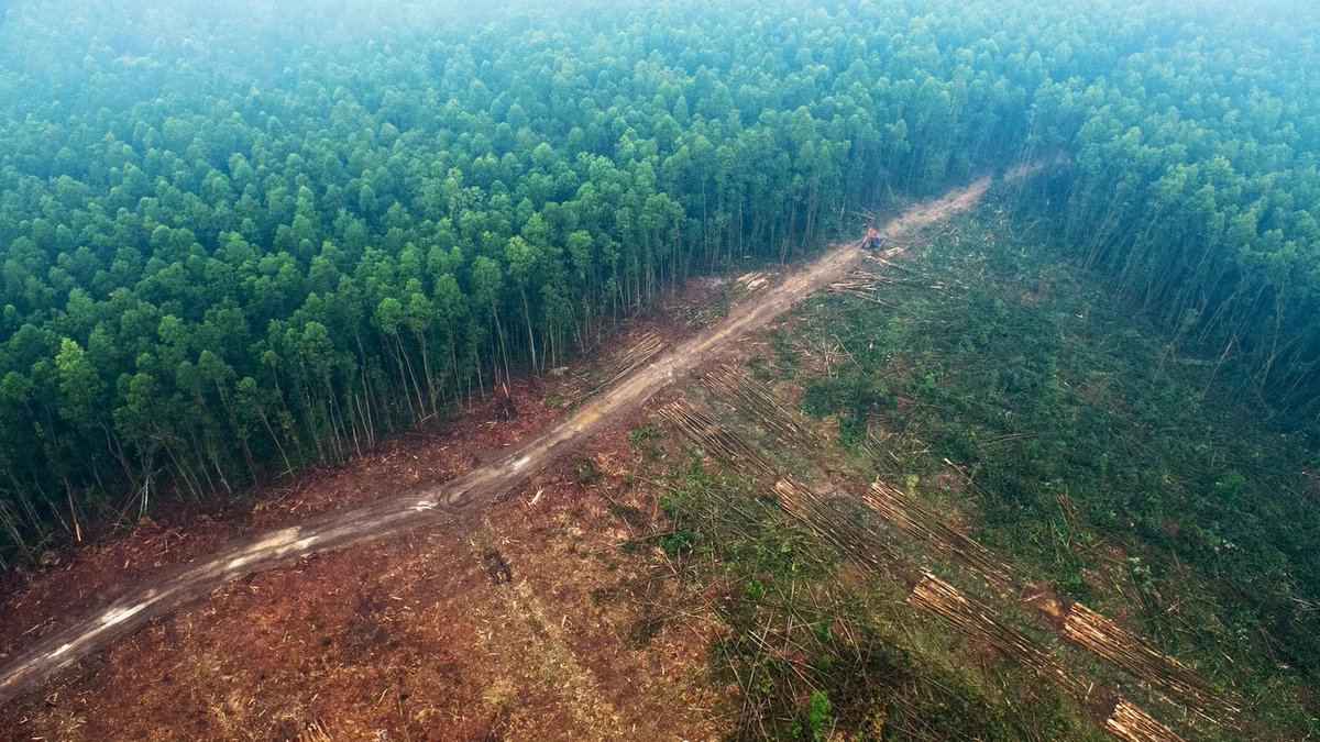 AnnaKavanaugh's tweet image. #Deforestation is at crisis loss levels of 20 million acres annually. Subsidies support mass mining and logging practice. Private companies profit on destructive industries tied to forest loss. Far stricter regulations must be enforced. #environment 🌎

e360.yale.edu/digest/2025-de…