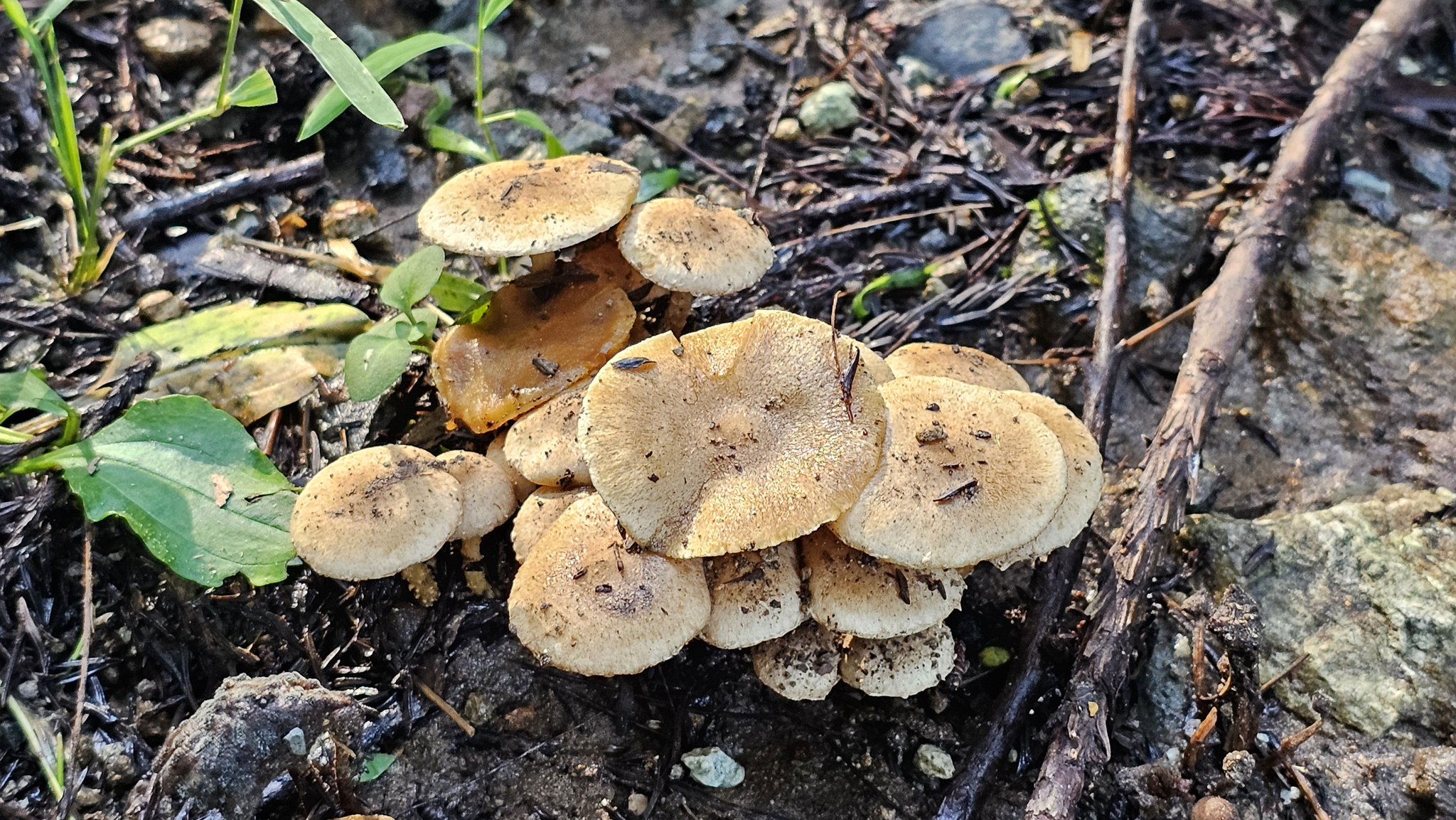 きのこ様 まあや卿 on X: 