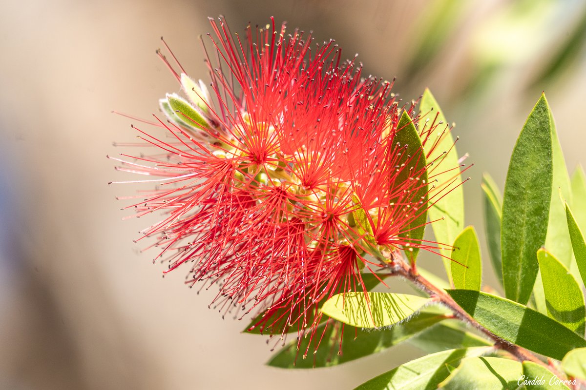 Callistemon,​ llamado comúnmente limpiatubos por la forma de su inflorescencia #MonforteDeLemos