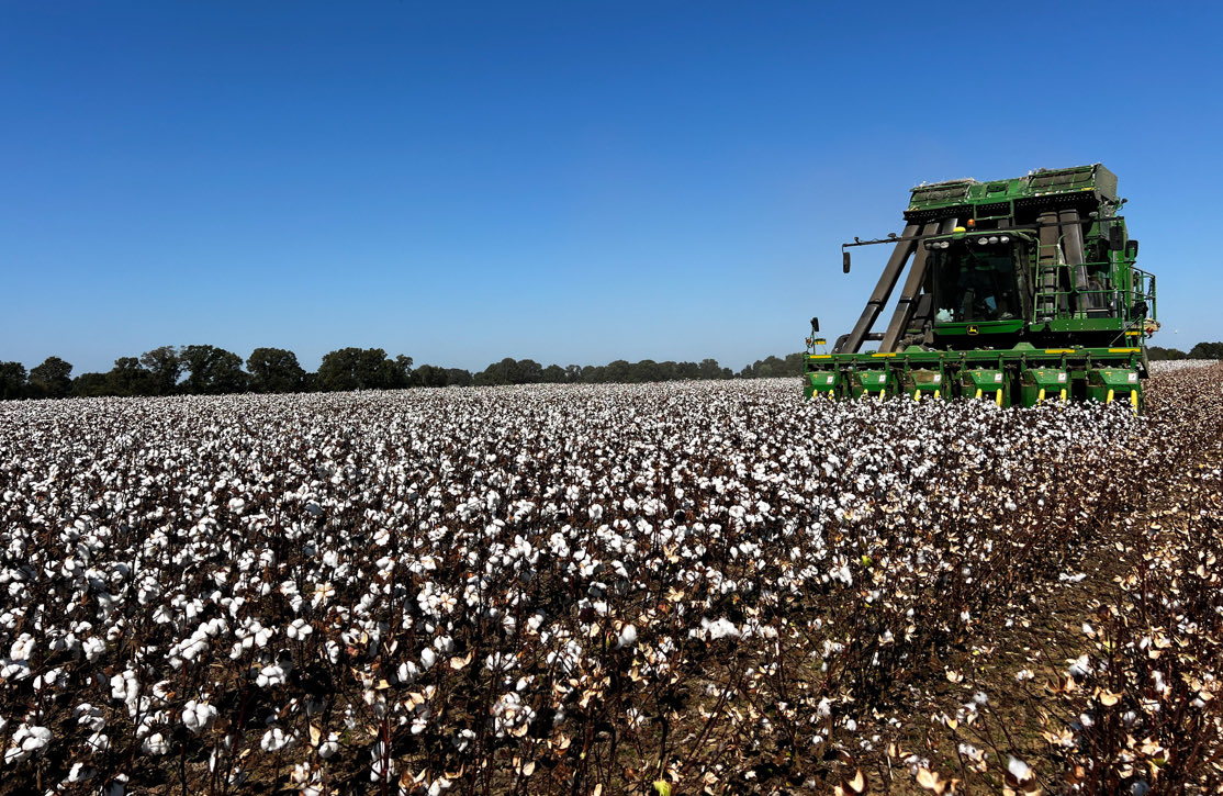 Friday Photo <a href="/UTIAg/">UT Institute of Agriculture</a> 

Haywood County cotton #agriculture