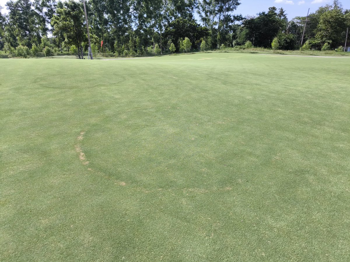 mateepto's tweet photo. Fairy Ring type I on a new TifEagle putting green at golfcourse near Bangkok, Thailand. #FriskyFairyRingFriday https://t.co/sWla95sphd
