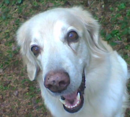Unvergessen 🖤💔🌈

BEA   22.07.1998 - 17.10.2012 ♥️♥️♥️
#Twitterrudel